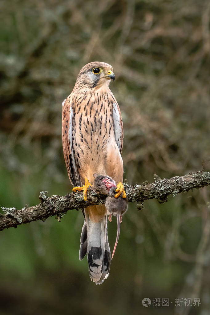 他的猎物是普通的隼.常见的隼鸟是属于猎鹰科隼科隼鸟群的一种猎物.