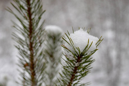 松树上被雪覆盖的小树枝。新的雪在 t