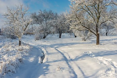 在乌克兰村庄的白雪覆盖的果园里，有一条人行小径的冬季景观