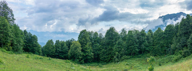 高山草甸被森林包围,远处云层中有高山.雄伟的山体景观.环境保护.
