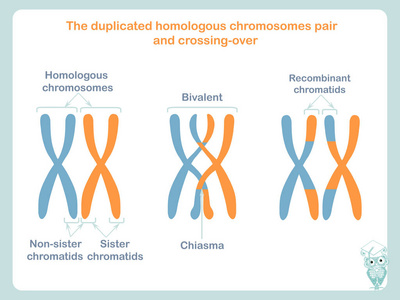 交叉是一个能够产生基因重组的过程.