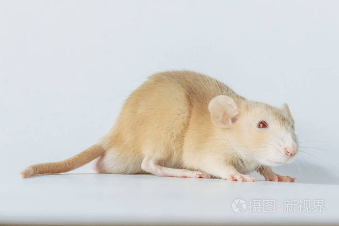 白色实验室鼠，白色背景下分离出红色眼睛