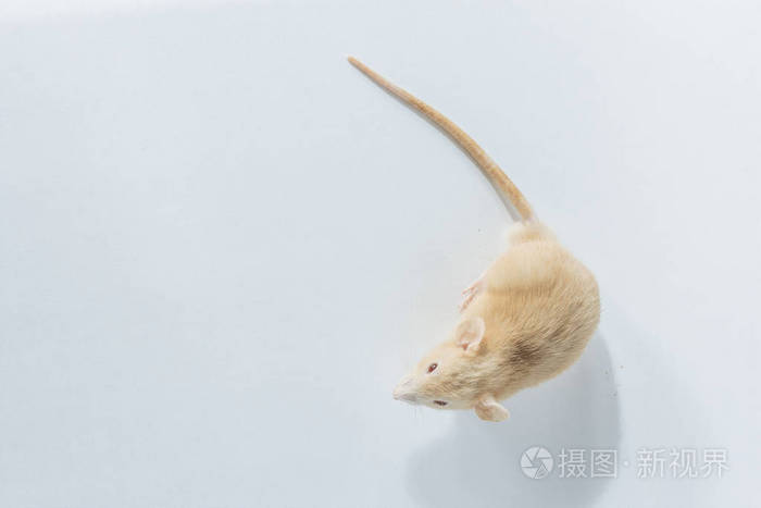 白色实验室老鼠,红眼睛隔离在白色背景,平躺,俯视,共