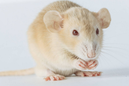 白色实验室鼠,白色背景下分离出红色眼睛照片