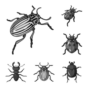 昆虫和甲虫图标的矢量设计。一套昆虫和万圣节股票符号的网络