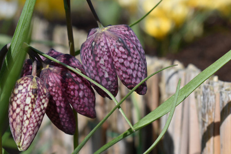 s head fritillary Fritillaria meleagris blooming in spring in 