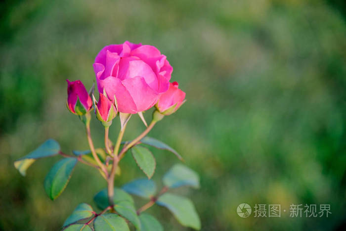 花开期花园中的玫瑰灌木花