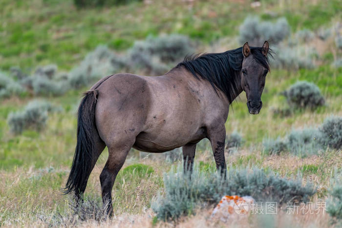 美国怀俄明州蒙大拿州普赖尔山脉野马山脉中的野马