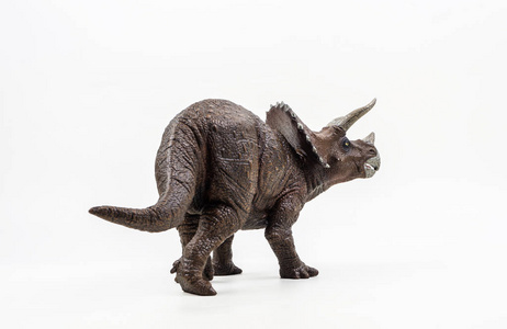 白色背景上的三角龙恐龙.照片