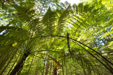 新西兰托鲁瓦附近的瓦卡里瓦森林中的蕨类植物和巨大红杉林