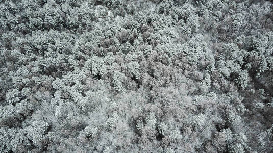 松树覆盖在雪地空中无人机的视野中。
