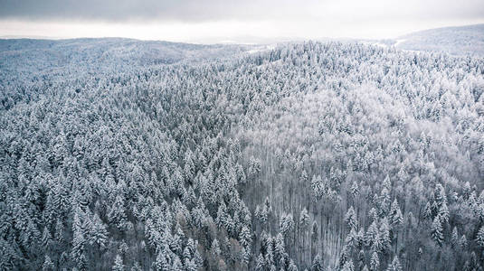 松树林地森林降雪后冬季从上面。