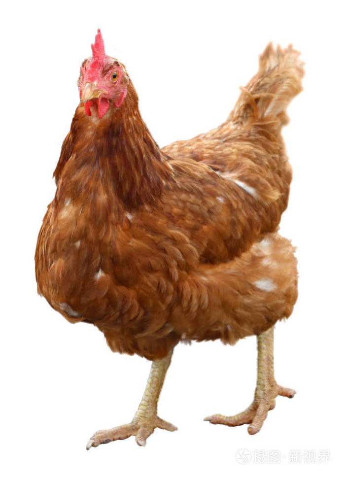 白色背景的美丽的褐色母鸡隔离