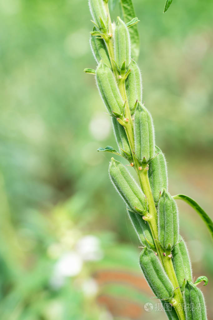 芝麻是热带和亚热带地区一年生的一种高大的草本植物以其油质丰富的