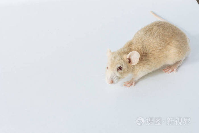 白色实验室老鼠,红眼睛,白色背景复制空间照片-正版商