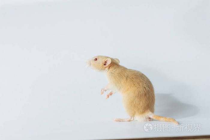 白色实验室老鼠,红眼睛,白色背景复制空间照片-正版商