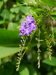 合上金露滴花杜兰塔代表。