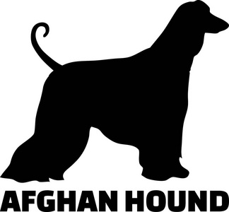 阿富汗猎犬的轮廓真实与文字