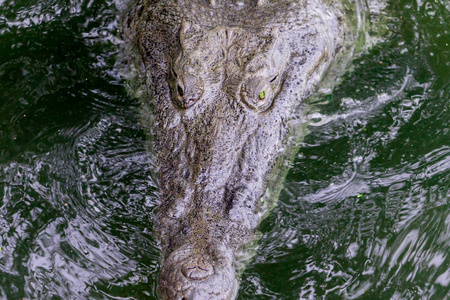 鳄鱼在水面