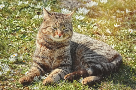 草地上的猫在白花中