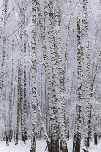 下雪后美丽的白桦林。 阴天的冬季景观。