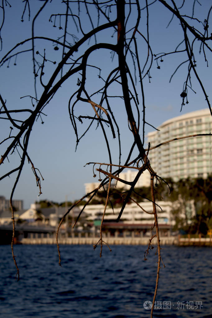 佛罗里达海岸间水道背景模糊的城市建筑和前景干燥的树枝