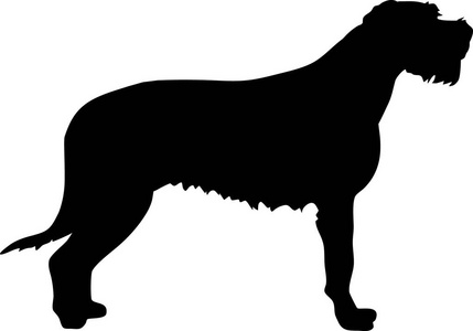 爱尔兰狼猎犬的轮廓真实的黑色