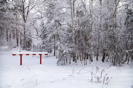 下雪后美丽的白桦林。 阴天的冬季景观。