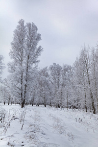 下雪后美丽的白桦林。 阴天的冬季景观。