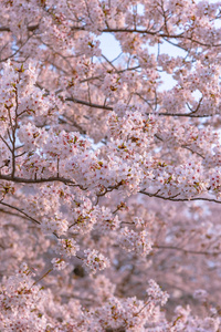 樱花在春天的季节日本。樱花将在三月下旬在日本开始盛开，许多来日本的游客选择在樱花季节旅行。