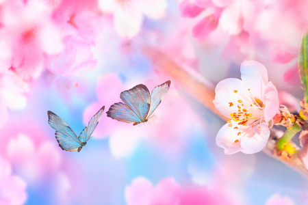 美丽的枝条，盛开的樱桃和蓝色蝴蝶在春天日出早上在蓝色背景宏观。 令人惊叹的优雅艺术形象自然在春天樱花花和蝴蝶。