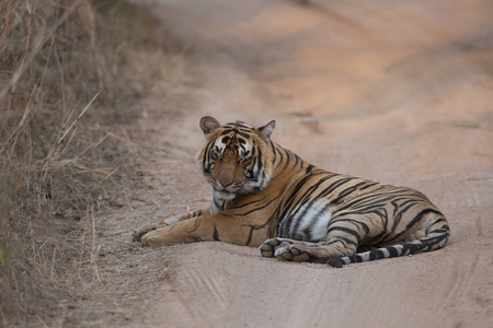 印度老虎躺在班达夫加赫国家公园的路上照片