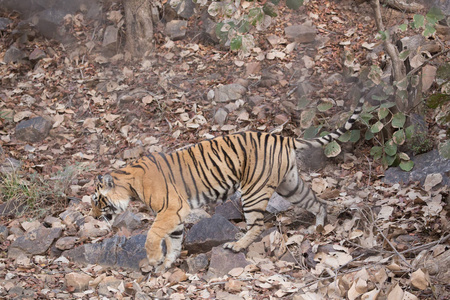 印度老虎在班达夫加赫国家公园散步