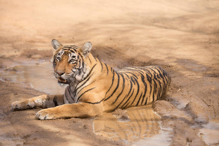 印度老虎躺在班加夫国家公园