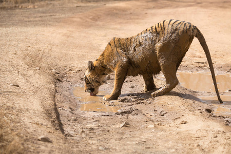 Bandhavgarh国家公园的印度老虎饮用水