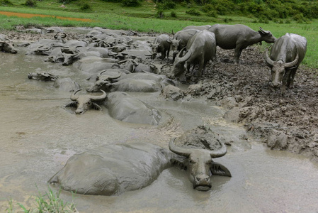 s Hubei province, 17 July 2017