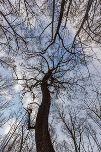 保加利亚索非亚市公园的树木