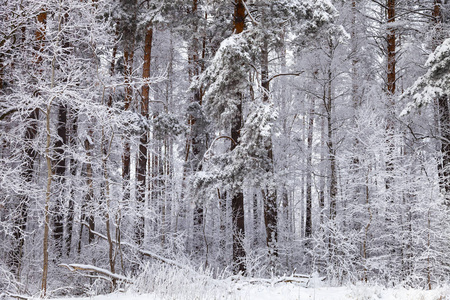 下雪后美丽的森林。阴天冬天的风景。