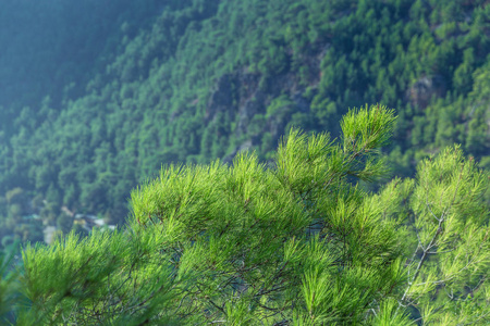 在山中云杉