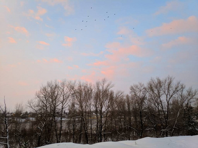 冬天森林的美丽景色松林里的树枝上有许多雪，冬天的日落