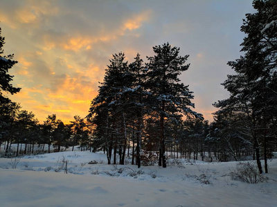 冬天森林的美丽景色松林里的树枝上有许多雪，冬天的日落