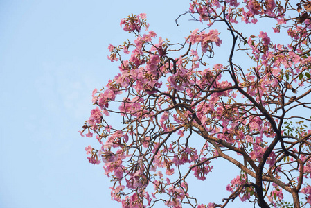 蓝色天空背景上美丽的粉红色的塔布亚玫瑰花