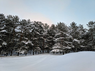 冬天森林的美丽景色松林里的树枝上有许多雪，冬天的日落