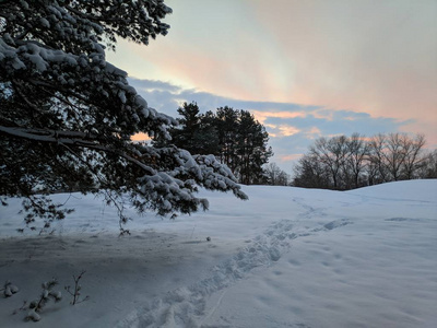 冬天森林的美丽景色松林里的树枝上有许多雪，冬天的日落