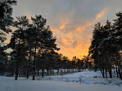 冬天森林的美丽景色松林里的树枝上有许多雪，冬天的日落