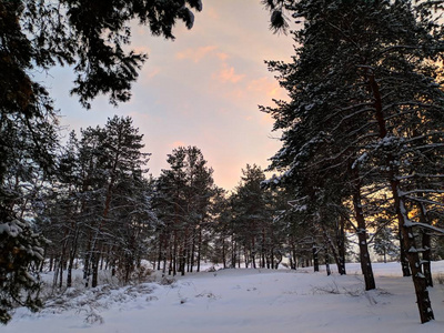 冬天森林的美丽景色松林里的树枝上有许多雪，冬天的日落