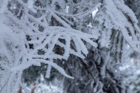 日本大山吉夫山雪天上雪天上雪天上雪天上雪天上雪天上雪天上雪天上雪天上雪天上云杉树枝