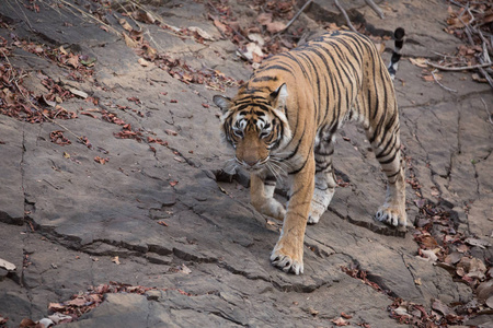 印度老虎在班达夫加赫国家公园散步