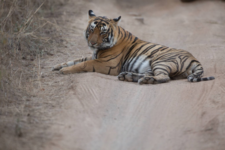 印度老虎躺在班达夫加赫国家公园的路上