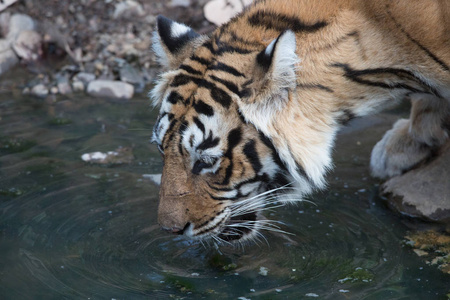 印度老虎饮用水班达夫加赫国家公园